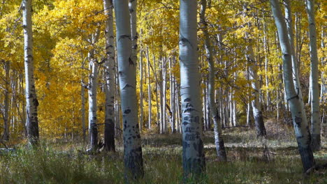 Golden-yellow-Aspen-tree-national-forest-grove-wilderness-fall-autumn-sunny-wind-leaves-Telluride-Crested-Butte-Vail-Kebler-Pass-Ashcroft-Snowmass-Colorado-shade-drone-slide-to-the-left-slowly