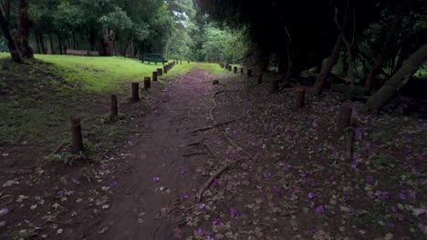 Un-Tranquilo-Sendero-Forestal-Dentro-De-Un-Bosque