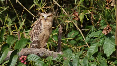 Looking-down-facing-to-the-right-and-suddenly-turns-its-head-towards-the-camera,-Buffy-Fish-Owl-Ketupa-ketupu,-Thailand