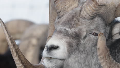 Closeup-Of-Closeup-Of-Thinhorn-Sheep-Ram