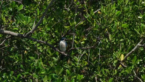 Visto-En-Lo-Profundo-Del-Follaje-Cuando-La-Cámara-Se-Aleja,-El-Martín-Pescador-De-Collar-Todiramphus-Chloris,-Tailandia