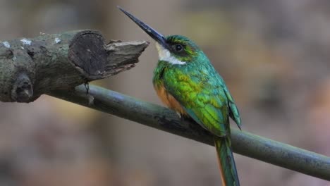 Jacamar-Bird-Turns-from-Rear-to-Front-Side-of-Body-on-Branch,-Close-Up