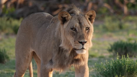 Afrikanischer-Löwe-Zu-Fuß-In-Der-Wiese---Nahaufnahme