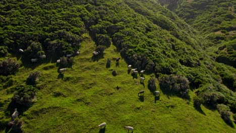 Rebaño-De-Ovejas-Pastando-En-La-Ladera-Boscosa-De-La-Montaña-Cucao,-Tiro-Aéreo-En-Círculos