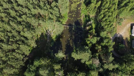 Pequeño-Lago-Laguna-De-Agua-En-Un-Bosque-Verde-Salvaje-Grúa-Aérea-De-Arriba-Hacia-Abajo