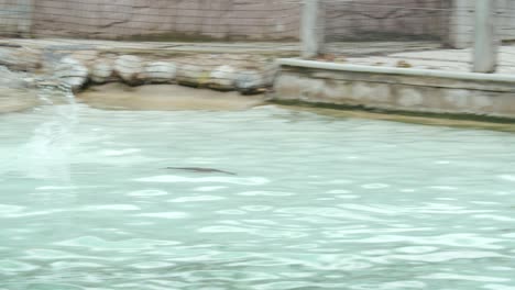 Slow-motion-clip-of-penguin-swimming-and-jumping-out-of-water-and-catching-air-in-zoo-pool
