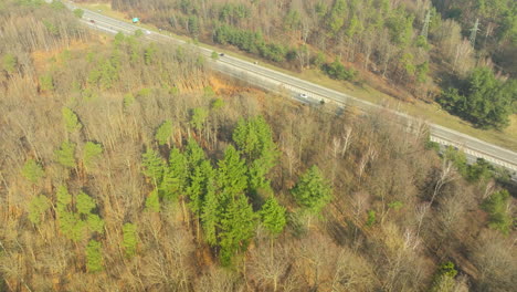 Drone-top-down-of-trees-in-rural-forest-of-Poland