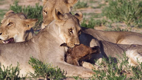 Szene-Einer-Löwin-Mit-Ihren-Jungen,-Die-In-Der-Afrikanischen-Savanne-Beute-Fressen