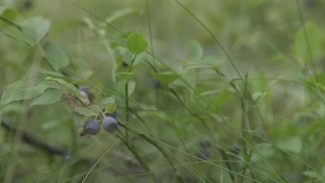 forest-berries-on-bush-in-forest-close-up-low-angle-change-of-focus