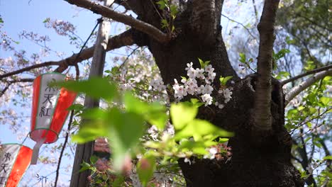 Ciudad-De-Tokio-En-Japón,-Flor-De-Cerezo-Japonés