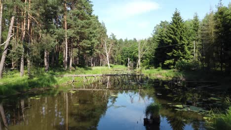 Majestätischer-Vergessener-See-Mit-Umgestürztem-Baum-Im-Grünen-Wald,-Sonniger-Tag,-Luftaufnahme