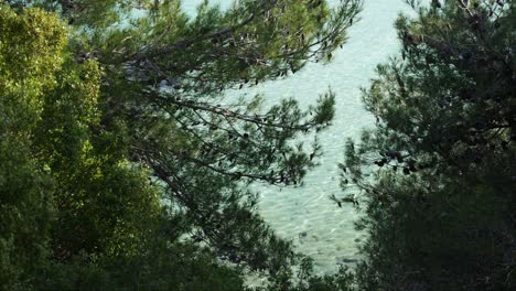 Relaxing-view-between-pine-trees-of-the-calm-crystal-clear-sea-water-in-Sithonia,-Chalkidiki-Greece
