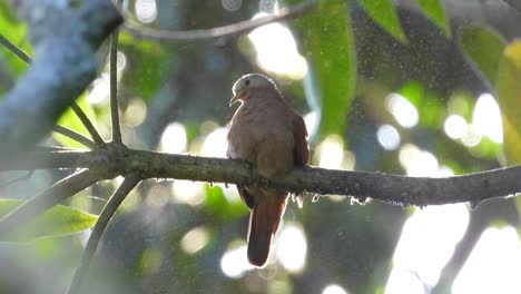 Preening-its-feathers-while-perching-on-a-small-thorny-branch-of-a-tree,-a-plain-breasted-ground-dove-is-surrounded-by-dust-and-pollen-flying-around