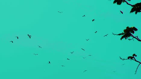 Migratory-birds-against-turquoise-tropical-sky-background