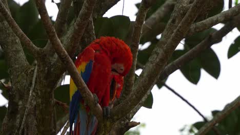 Guacamaya-Escarlata,-Ara-Macao-Posado-En-La-Horquilla-Del-árbol,-Acicalándose-Y-Arreglando-Sus-Plumas,-Especies-De-Aves-Exóticas-Sufrieron-Extinción-Local-Debido-A-La-Captura-Para-El-Comercio-Ilegal-De-Loros,-Primer-Plano