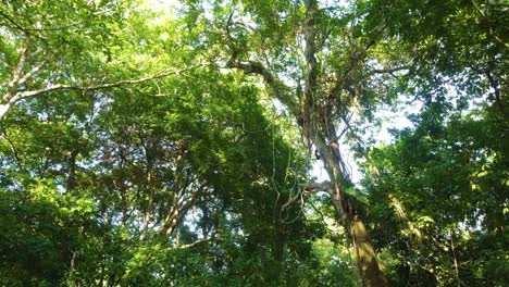 Tilt-shot-in-an-area-of-closed-and-preserved-vegetation-in-Minca,-Colombia