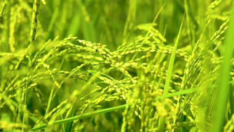 Arrozal-Verde-De-Primer-Plano,-Arroz-Meciéndose-En-El-Viento,-Campo-Agrícola-En-Asia