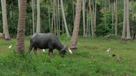 Totale-Aufnahme-Von-Wasserbüffeln,-Die-Zwischen-Palmenstämmen-Auf-Ko-Samui,-Thailand-Grasen