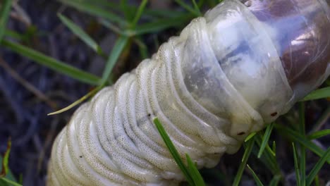 Static-close-up-video-of-a-large-grub-worm-found-on-Exuma-in-the-Bahamas