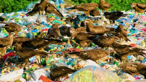 Vultures-Scavenging-On-Rubbish-Garbage-Dump.-closeup-shot