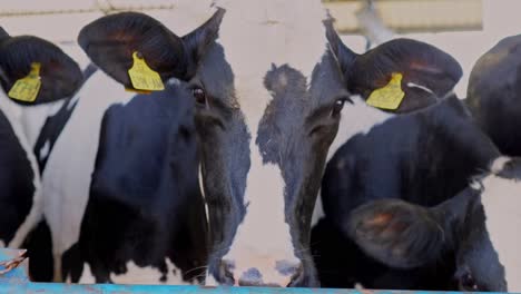 Closeup-View-of-Cow-with-Ear-Tags,-Milk-Cow