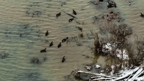 Coot-Ducks-Over-Lake-Swamps-In-Sequoyah,-Washington-County,-Arkansas,-USA