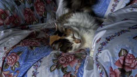 Wunderschöne-Dreifarbige-Katze-Gähnt-Und-Schläft-Auf-Einer-Gemütlichen-Couch
