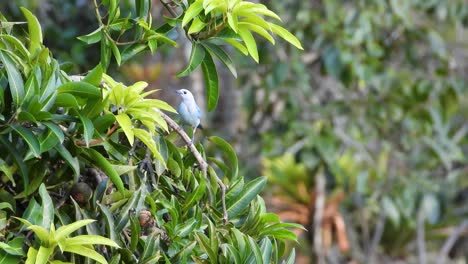 La-Tangara-Gris-Azulada-Es-Una-De-Las-Coloridas-Y-Vibrantes-Aves-De-Color-Azul-En-La-Vega,-Colombia.