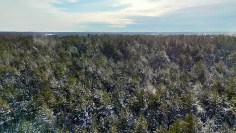 Wind-Weht-Schnee-über-Den-Wald