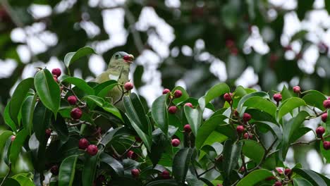 Camera-tilts-up-showing-this-bird-eating-a-fruit,-Thick-billed-Green-Pigeon-Treron-curvirostra,-Thailand