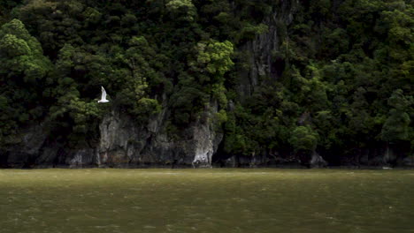 Slow-motion-shot-of-a-seagull-flying-over-the-water-in-a-fjord---Milford-Sound-,-New-Zealand