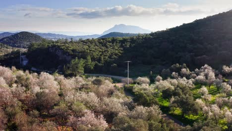 Flying-over-almond-tree-farm-sunny-valley-while-flowering-season-in-winter,-Turkey