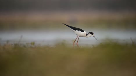 El-Pájaro-Zancudo-De-Alas-Negras-Alimentándose-En-El-Lado-Del-Lago