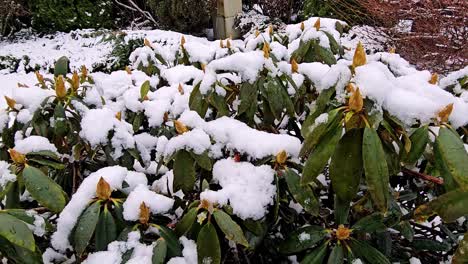A-snow-covered-bush-with-green-leaves-and-buds