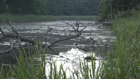 Morgendämmerung-über-Vergessenen-See-In-Der-Natur-Streut-Regen-Zweige-In-Wasser-Statisch