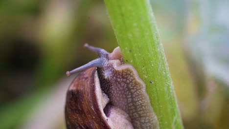 Nahaufnahme-Einer-Gewöhnlichen-Gartenschnecke,-Die-Auf-Einer-Zucchinipflanze-Kriecht