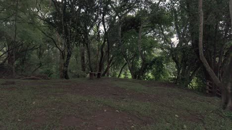 A-bench-inside-a-Serene-Forest-Clearing