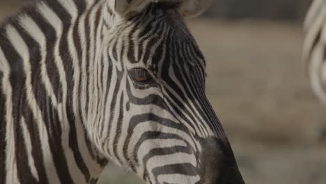 Extreme-close-up-of-a-zebra-eye