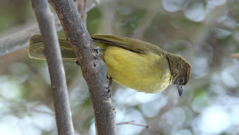 Vertical---Yellow-bellied-Greenbul-Perching-On-Tree