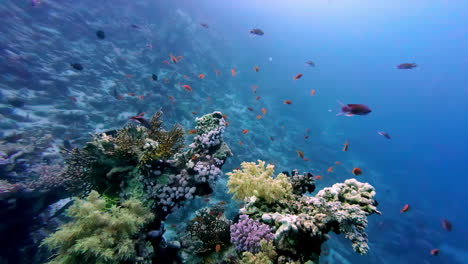 Marine-Fishes-And-Coral-Reefs-Under-The-Red-Sea-In-Sharm-El-Sheikh,-Egypt