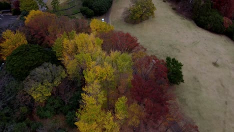 Un-Colorido-Bosque-Otoñal-Con-Tonos-Cálidos,-Vista-Aérea