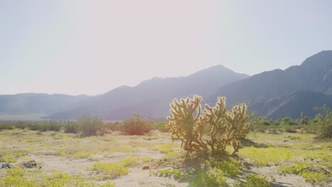 Slow-dolly-shot-of-a-cactus-surrounded-by-sand-and-mountains-on-a-bright-sunny-day
