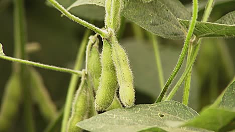 Close-Up-View-of-Soya-Bean-Pods-and-Green-Leafs-Blowing-in-Wind