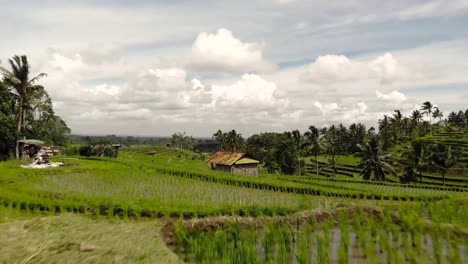 Cultivo-Agrícola-De-Arroz-Curvando-Terrazas-En-Una-Colina-E-Inundándolas-Con-Agua