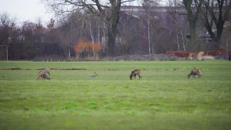 Roe-deer-family-grazing-in-grassy-pasture-in-city-park,-Netherlands