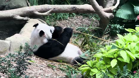 Oso-Panda-Tirado-En-El-Suelo,-Comiendo-Brotes-De-Bambú-En-El-Zoológico-De-Singapur