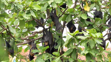 Bats-hanging-upside-down-,Lyle's-flying-fox