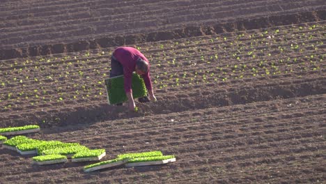 Planting-lettuce-vegetable-in-agricultural-field