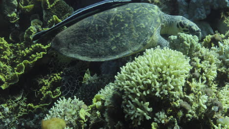 Schildkröte-In-Begleitung-Eines-Schiffshalterfisches-Am-Korallenriff-Des-Roten-Meeres-In-Ägypten,-Aufnahme-In-4K