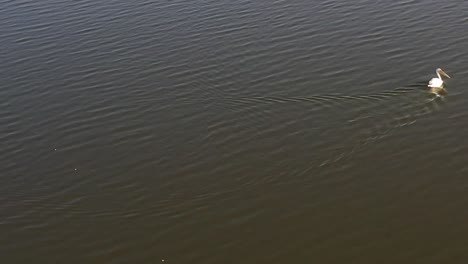 Die-Drohnenkamera-Verfolgt-Den-Vogel,-Während-Er-Friedlich-Im-Wasser-Schwimmt.